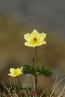 Alpen Anemone (11)